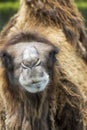Bactrian Camel Close up Royalty Free Stock Photo