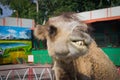 Camel closeup. Funny portrait. The in the zoo.