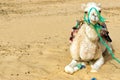 Camel Closeup in the Ong Jemel Desert in Tunisia Royalty Free Stock Photo