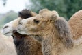 Camel closeup