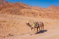 Camel at the coast of Red Sea in Dahab, Sinai, Egypt, Asia in summer hot. Famous tourist destination near of Sharm el Sheikh.