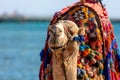 A camel with a colorful saddle on the beach in Sharm El Sheikh, Egypt