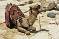 Camel with a colorful saddle. Royalty Free Stock Photo