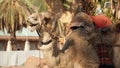 Camel with colorful saddle. Eilat , Israel Royalty Free Stock Photo