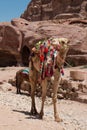 Camel with Colorful Saddle Royalty Free Stock Photo