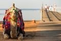 Camel in colorful saddle at bridge with tourists Royalty Free Stock Photo