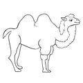 Camel coloring smiling a cartoon. Vector illustration