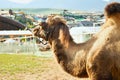 The camel in the contact ZOO.