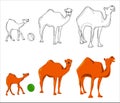 Camel contours for coloring