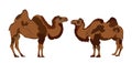 Camel couple in love vector illustration isolated on white background. Royalty Free Stock Photo