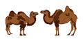 Camel couple in love vector illustration isolated on white background. Royalty Free Stock Photo