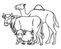 Camel cow and goat animals cartoons in black and white