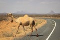 A herd of camels cools in the river on a hot summer day. Kenya, Ethiopia.