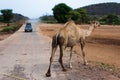Camel crossing Royalty Free Stock Photo
