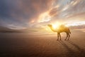 Camel crossing the desert Royalty Free Stock Photo