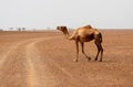 Camel crossing the desert road Royalty Free Stock Photo