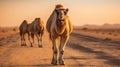 Camel crossing the desert road with arid drought countryside Royalty Free Stock Photo