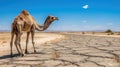 Camel crossing the desert road with arid drought countryside Royalty Free Stock Photo