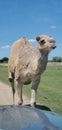 Camel crossing path Royalty Free Stock Photo