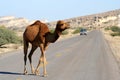 Camel crossing the road Royalty Free Stock Photo