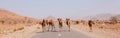 camel crossing the road in desert Royalty Free Stock Photo