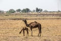 Camel with Cub Royalty Free Stock Photo