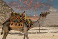 Camel decorated with specific embroidery, Giza Necropolis, Egypt