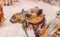 Camel Decorations Treasury Petra Jordan Royalty Free Stock Photo