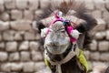 Camel in colorful bridle