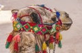 Camel Decorations Treasury Petra Jordan Royalty Free Stock Photo