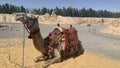 The camel in deser