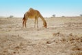 Camel in the desert Royalty Free Stock Photo