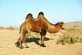 Camel in the desert Royalty Free Stock Photo