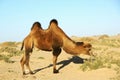 Camel in desert Royalty Free Stock Photo