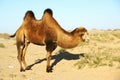 Camel in the desert Royalty Free Stock Photo