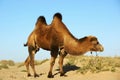 Camel in desert Royalty Free Stock Photo