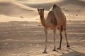 Camel in the desert