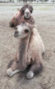 Camel In Desert