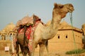 Camel. Desert