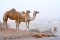 Camel in the desert. Royalty Free Stock Photo