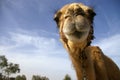 Camel in desert Royalty Free Stock Photo