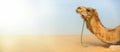 Camel in the desert background. Royalty Free Stock Photo