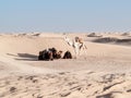 Camel rest near the dunes of Desert of Douz,Tunisia