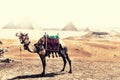 A camel in the desert of Giza in front of the Pyramids during the sandstorm Royalty Free Stock Photo