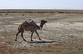 Camel in the desert of Kazakhstan