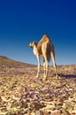 Camel Royalty Free Stock Photo