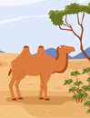 Camel in the desert landscape, colorful cartoon vector illustration