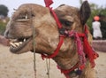 Portrait of camel