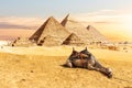 A camel in the desert by the Pyramids of Egypt, Giza Royalty Free Stock Photo