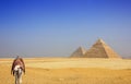Camel in the desert with the pyramids of Giza Royalty Free Stock Photo